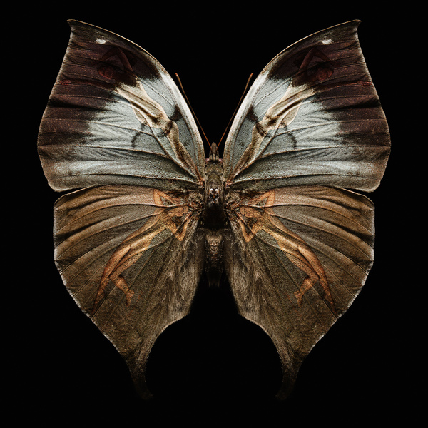 butterfly_wings_3.jpg