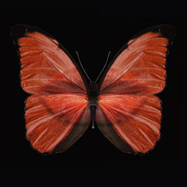butterfly_wings_7.jpg
