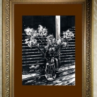 Флоксы / The Phlox