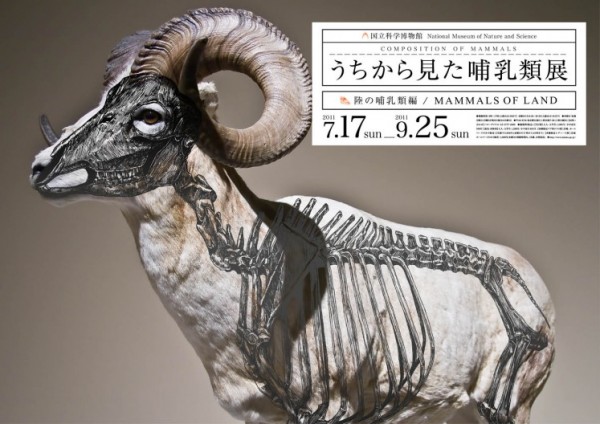 Wataru_Yoshida_Composition_Mammals_2.jpg